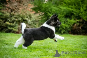 Additional photos: American Akita puppies