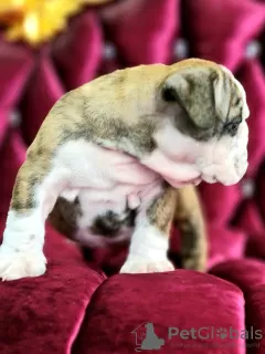 Additional photos: English bulldog babies