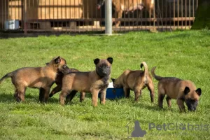 Photo №1. belgian shepherd - for sale in the city of Janczyce | negotiated | Announcement № 43854