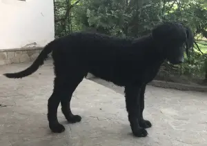 Photo №3. Curly Coated Retriever Puppies. Ukraine