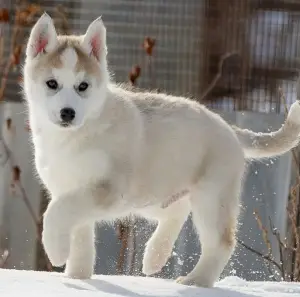 Additional photos: Beautiful, pedigree, active, loved Siberian husky puppies are for sale.