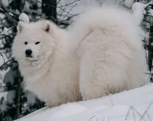 Photo №4. I will sell samoyed dog in the city of Deep. private announcement - price - 194$