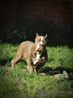 Additional photos: American bully puppies