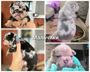 Additional photos: french bulldog puppies