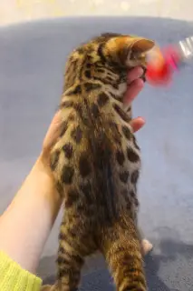 Photo №2 to announcement № 280 for the sale of bengal cat - buy in Ukraine private announcement, from nursery, breeder