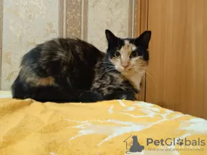 Photo №3. A wonderful young cat Lapushka is looking for a home and a loving family!. Belarus