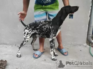 Photo №4. I will sell german shorthaired pointer in the city of Lapovo.  - price - negotiated