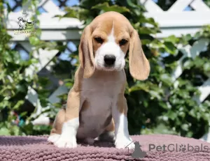 Photo №3. Wonderful beagle's puppy. Italy