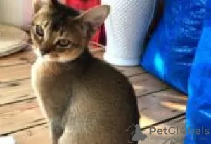 Photo №2 to announcement № 128441 for the sale of abyssinian cat - buy in Finland breeder