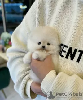 Photo №3. Beautiful all white Pomeranian puppies for sale. Belarus