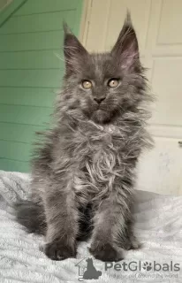 Photo №2 to announcement № 99497 for the sale of maine coon - buy in United States private announcement, from nursery, from the shelter