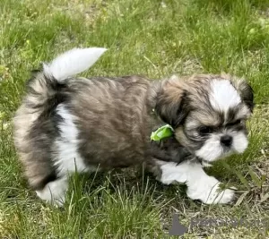 Photo №2 to announcement № 111385 for the sale of shih tzu - buy in United States private announcement