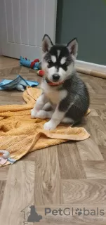 Photo №1. siberian husky - for sale in the city of Melbourne | 946$ | Announcement № 11834