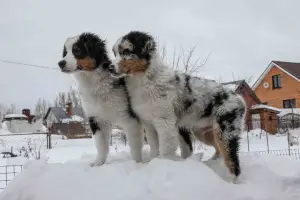 Photo №1. australian shepherd - for sale in the city of Kazan | 481$ | Announcement № 1550