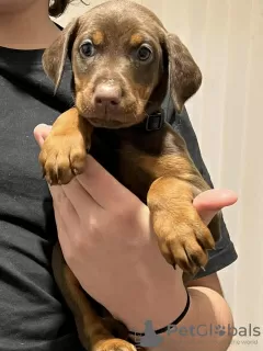 Additional photos: Cute Dobermann Puppies