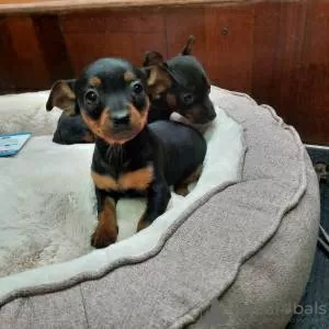 Photo №1. miniature pinscher - for sale in the city of Lisbon | negotiated | Announcement № 126869