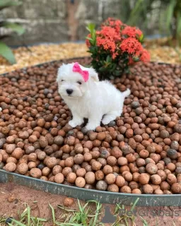 Photo №3. Yorkshire-Terrier-Welpen. Germany