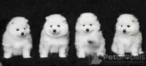 Photo №2 to announcement № 123684 for the sale of japanese spitz - buy in Finland private announcement