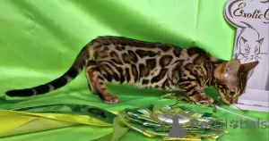 Photo №2 to announcement № 102779 for the sale of bengal cat - buy in Belarus from nursery