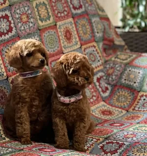 Additional photos: Toy Poodle puppies