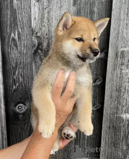 Photo №1. shiba inu - for sale in the city of Santa Cruz de la Sierra | negotiated | Announcement № 115661