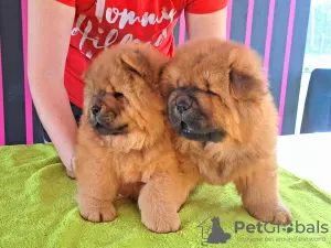 Photo №3. Chow chow puppies. Poland