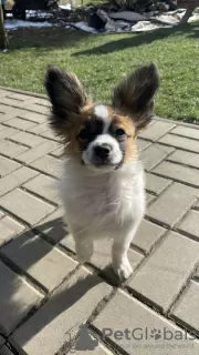 Photo №2 to announcement № 83999 for the sale of papillon dog - buy in Sweden private announcement