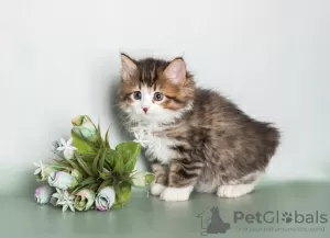 Additional photos: Kuril bobtail kittens for sale