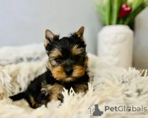 Photo №1. yorkshire terrier - for sale in the city of Alekšince | 317$ | Announcement № 71292