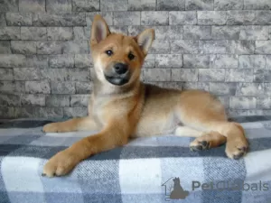 Photo №3. Shiba Inu (Shiba Inu) puppies. Ukraine