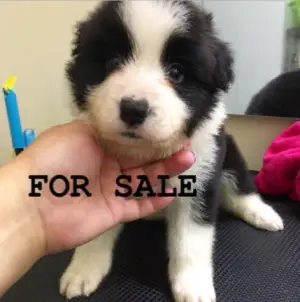 Photo №2 to announcement № 2922 for the sale of border collie - buy in Russian Federation from nursery