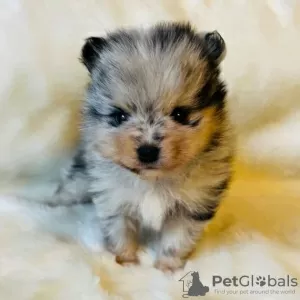 Photo №3. Beautiful Pomeranian puppies available.. United Kingdom