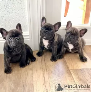 Photo №4. I will sell french bulldog in the city of Bremen.  - price - 376$