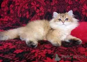 Photo №2 to announcement № 41879 for the sale of british longhair - buy in Russian Federation breeder