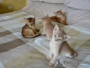 Photo №1. abyssinian cat - for sale in the city of Ludwigsburg | negotiated | Announcement № 123657