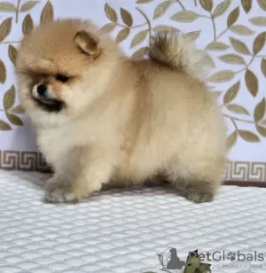 Additional photos: Pomeranian Spitz for sale