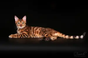 Photo №1. Mating service - breed: bengal cat. Price - 204$