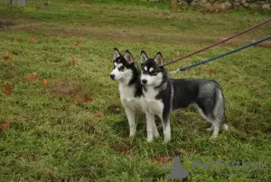 Photo №2 to announcement № 9125 for the sale of siberian husky - buy in Ukraine private announcement, breeder