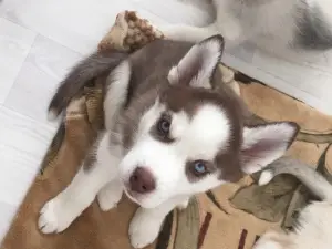 Photo №4. I will sell siberian husky in the city of Kirov. breeder - price - 339$