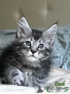 Photo №2 to announcement № 11292 for the sale of maine coon - buy in Russian Federation private announcement, from nursery, breeder