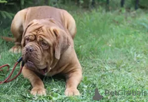 Additional photos: Dogue de Bordeaux puppies