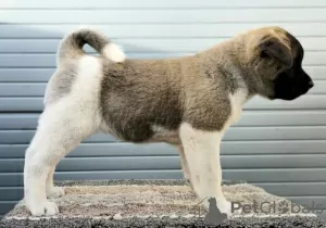 Photo №4. I will sell american akita in the city of Kraljevo.  - price - negotiated