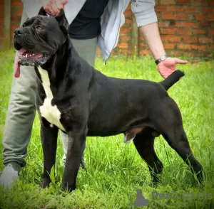 Additional photos: Cane Corso puppies