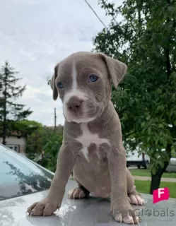 Additional photos: Pit Bull puppies for sale