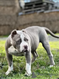 Additional photos: AMERICAN BULLY PUPPIES