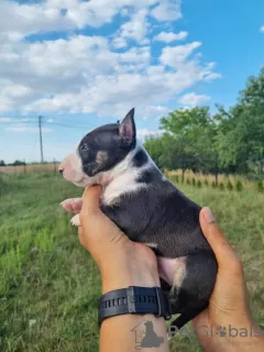 Additional photos: Miniature Bull Terrier FCI