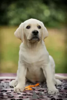 Additional photos: High quality Labrador Retriever puppies