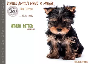 Photo №3. puppy yorkshire terrier girl standard KSU. Ukraine