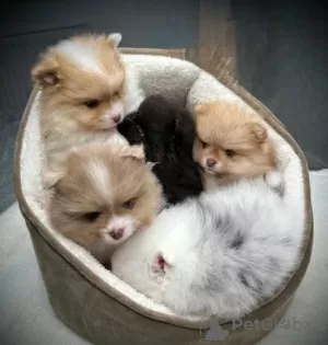 Photo №4. I will sell pomeranian in the city of Fresno. breeder - price - 350$