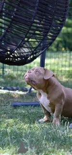 Photo №3. American Bully puppies for sale. Bosnia and Herzegovina